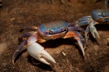 Blue Crab, served in local restaurants, Old San Juan | Obraz na stenu