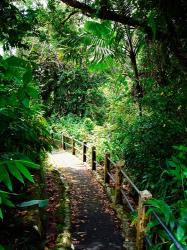 Puerto Rico, Luquillo, El Yunque National Forest path | Obraz na stenu
