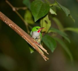 Puerto Rican Tody, Bird, El Yunque NF, Puerto Rico | Obraz na stenu