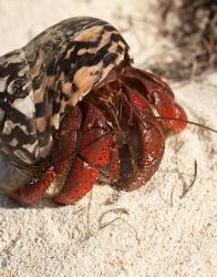 Caribbean hermit crab, Mona Island, Puerto Rico | Obraz na stenu