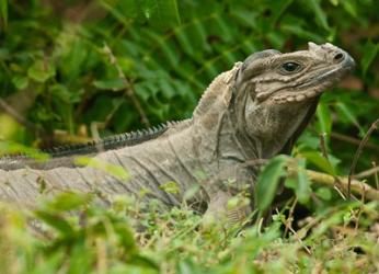 Ground Iguana lizard, Pajaros, Mona Island, Puerto Rico | Obraz na stenu