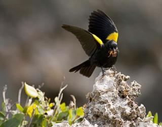 Yellow shouldered blackbird, Mona Island, Puerto Rico | Obraz na stenu