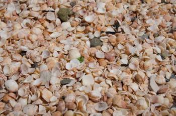 French West Indies, Shell Beach Detail of shell covered beach | Obraz na stenu