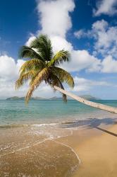 Coconut Grove Beach, Cades Bay, St Kitts, Caribbean | Obraz na stenu