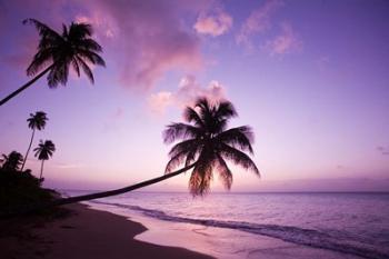 Palm Trees at Sunset, Coconut Grove Beach at Cade's Bay, Nevis, Caribbean | Obraz na stenu