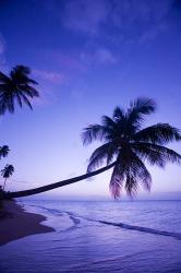 Palm tree, Coconut Grove beach, Cade's Bay, Caribbean | Obraz na stenu