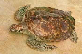 St Vincent, Grenadines Old Hegg Turtle Sanctuary | Obraz na stenu