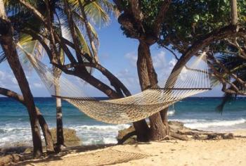 Hammock tied between trees, North Shore beach, St Croix, US Virgin Islands | Obraz na stenu