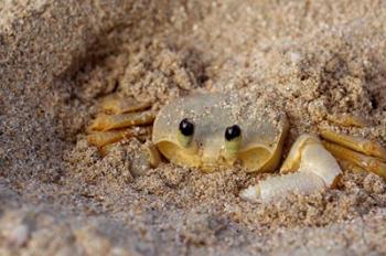 Emerald Beach Sand Crab, Lindergh Bay, St Thomas, US Virgin Islands, Caribbean | Obraz na stenu