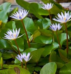 Pygmy Water Lily flower | Obraz na stenu