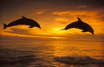 Silhoutte of Bottlenose Dolphins, Caribbean | Obraz na stenu