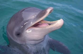 Bottlenose Dolphin, Caribbean | Obraz na stenu