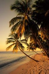 Beach at Sunset, Trinidad, Caribbean | Obraz na stenu
