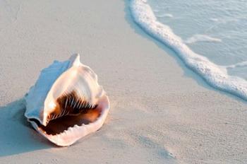 Conch Shell At Sunset, St Martin, Caribbean | Obraz na stenu