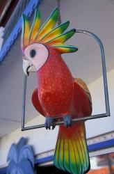 Painted Tropical Bird, St Martin, Caribbean | Obraz na stenu