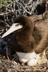 Brown Booby wildlife Cayman Islands, Caribbean | Obraz na stenu