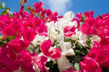 Bougainvillea, Cayman Brac, Cayman Islands, Caribbean | Obraz na stenu