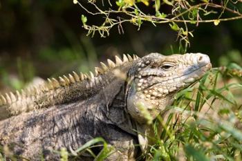 Iguanas (Lizard), Cayman Islands, Caribbean | Obraz na stenu