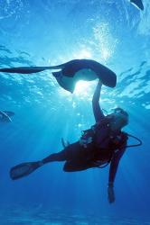 Snorkeling, Stingray City, Grand Cayman, Caribbean | Obraz na stenu