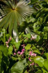 Tropical flowers and palm tree, Grand Cayman, Cayman Islands, British West Indies | Obraz na stenu