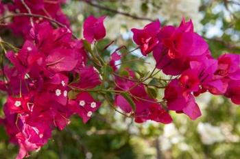 Bougainvillea flowers, Grand Cayman, Cayman Islands, British West Indies | Obraz na stenu