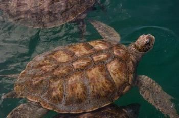 Turtle Farm, Green Sea Turtle, Grand Cayman, Cayman Islands, British West Indies | Obraz na stenu