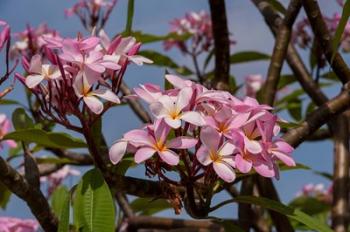 Pink Oleander flora, Grand Cayman, Cayman Islands, British West Indies | Obraz na stenu