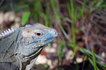 Iguana lizard, Queen Elizabeth II Park, Grand Cayman | Obraz na stenu
