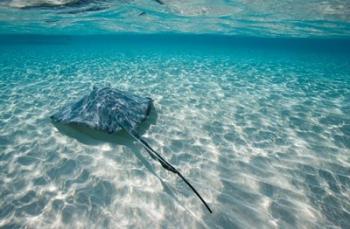 Cayman Islands, Southern Stingray in Caribbean Sea | Obraz na stenu