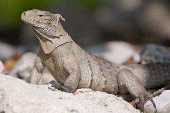 Cayman Islands, Caymans iguana, Lizard, rocky beach | Obraz na stenu