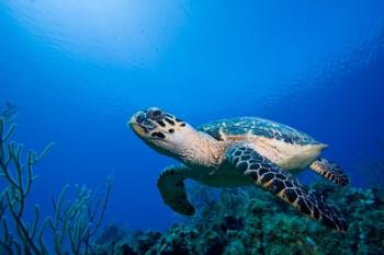 Cayman Islands, Hawksbill Sea Turtle and coral reef | Obraz na stenu