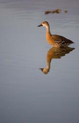 Cayman Islands, West Indian Whistling Duck | Obraz na stenu