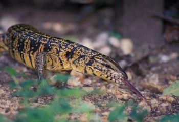 Trinidad, Asa Wright Nature Ctr, Tiger Lizard | Obraz na stenu