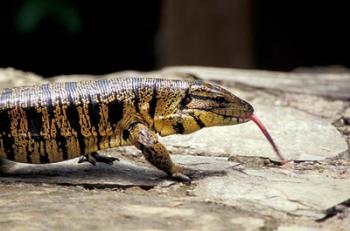 Golden Tegu Lizard, Asa Wright Wildlife Sanctuary, Trinidad, Caribbean | Obraz na stenu