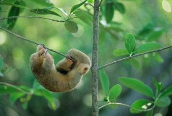 Silky Anteater wildlife, West Indies, Trinidad | Obraz na stenu