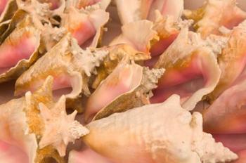 Conch Shells, Blue Hill Beach, Turks and Caicos, Caribbean | Obraz na stenu