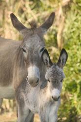 Mother and Baby Donkeys on Salt Cay Island, Turks and Caicos, Caribbean | Obraz na stenu