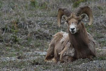 Alberta, Columbia Icefields Parkway, bighorn sheep | Obraz na stenu