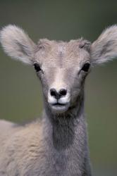 Bighorn Sheep, Banff National Park, Alberta, Canada | Obraz na stenu