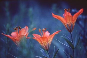 Alberta, Jasper National Park Wood lily flowers | Obraz na stenu