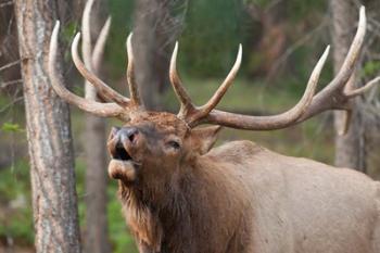 Canada, Alberta, Jasper National Park Bull elk bugling | Obraz na stenu