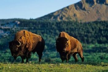 Bison bulls, Waterton Lakes NP, Alberta Canada | Obraz na stenu