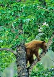 Black bear, aspen tree, Waterton Lakes NP, Alberta | Obraz na stenu