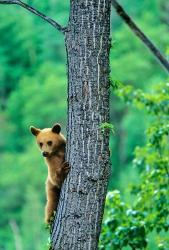 Black bear, Waterton Lakes National Park, Alberta | Obraz na stenu