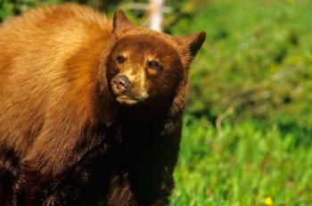 Juvenile black bear, Waterton Lakes NP, Alberta, Canada | Obraz na stenu