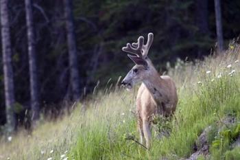 Young deer in Banff National Park, Alberta, Canada | Obraz na stenu
