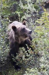 Grizzly bear in Kootenay National Park, Canada | Obraz na stenu