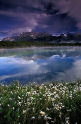 Alberta, Banff National Park Lake Maligne wildflowers | Obraz na stenu