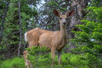 Deer In The Assiniboine Park, Canada | Obraz na stenu