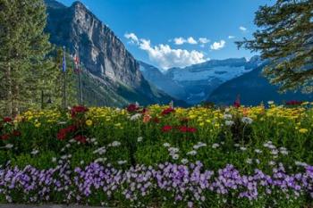 Wildflowers In Banff National Park | Obraz na stenu